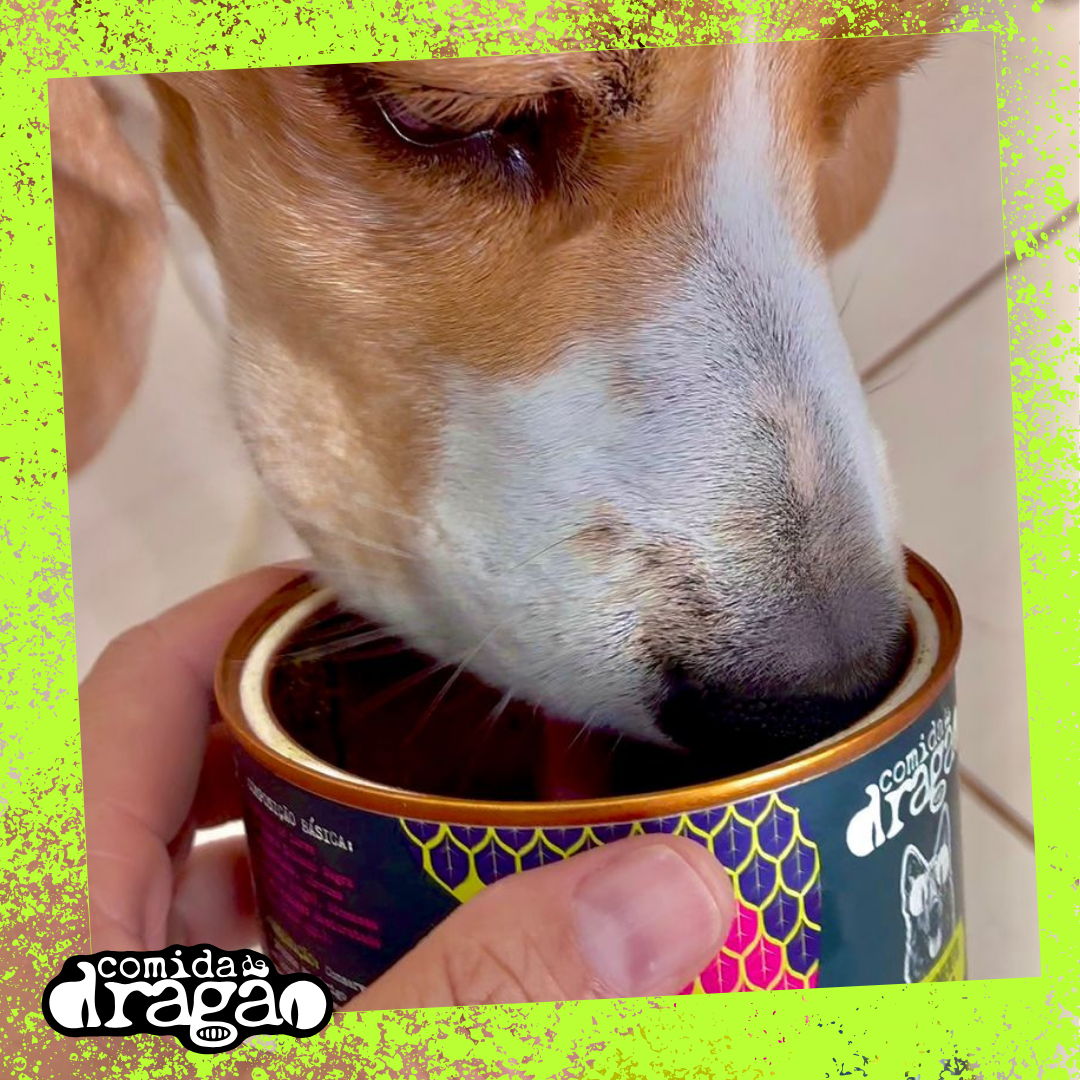 Kit Comida de Dragão para Cães
