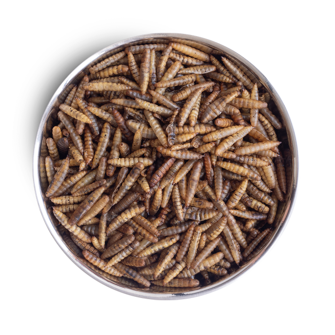 Comida de Dragão - Original®