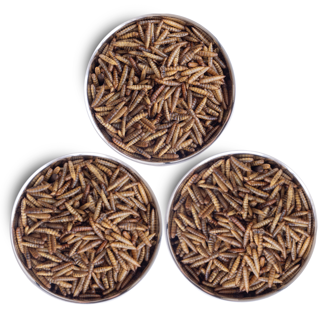 Kit Comida de Dragão - Original® (3X)