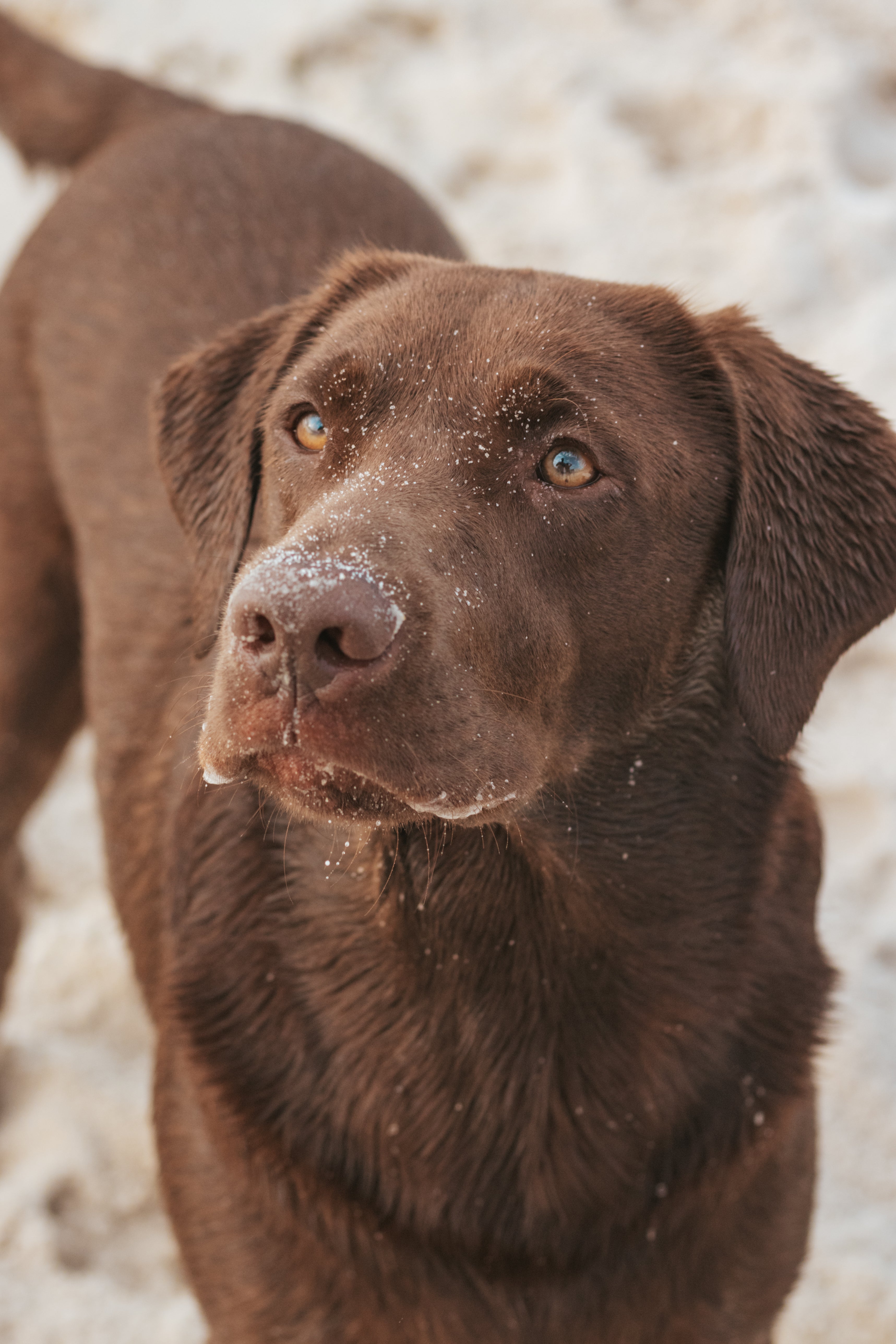 BENEFÍCIOS PARA O SEU DRAGÃO