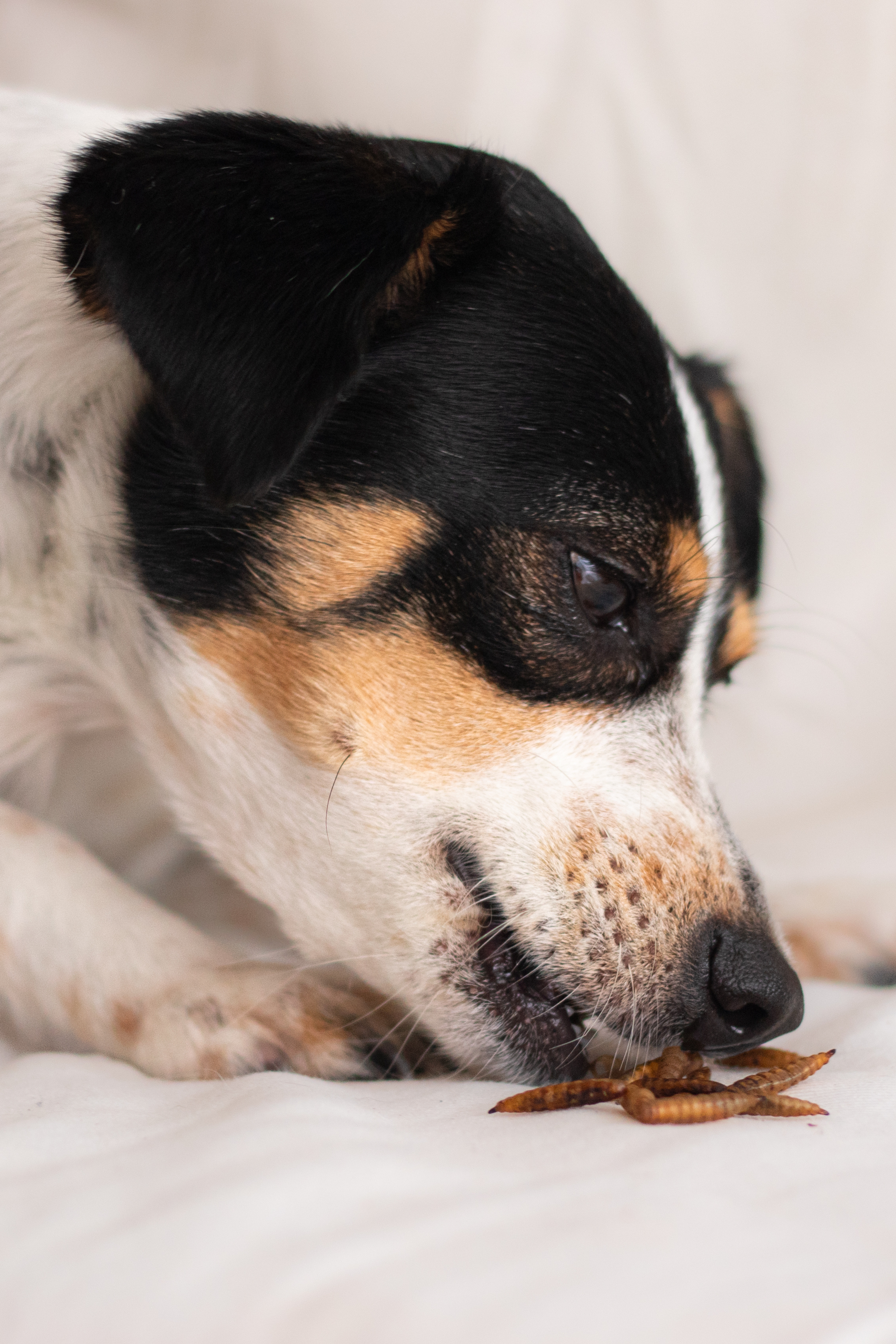 BENEFÍCIOS PARA O SEU DRAGÃO