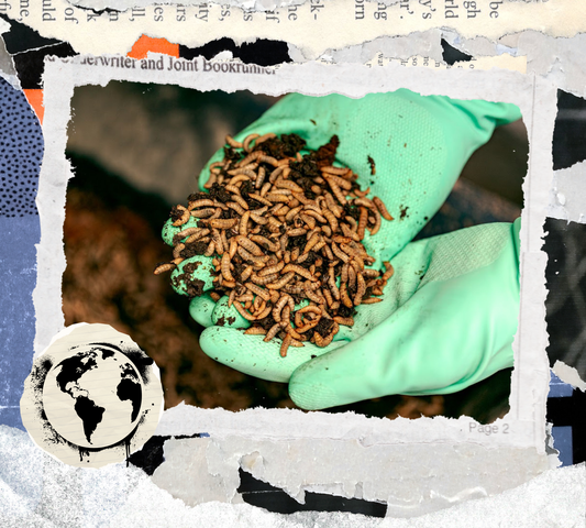 Guia Completo de Proteína de Inseto (BSF) para Pets [2026]