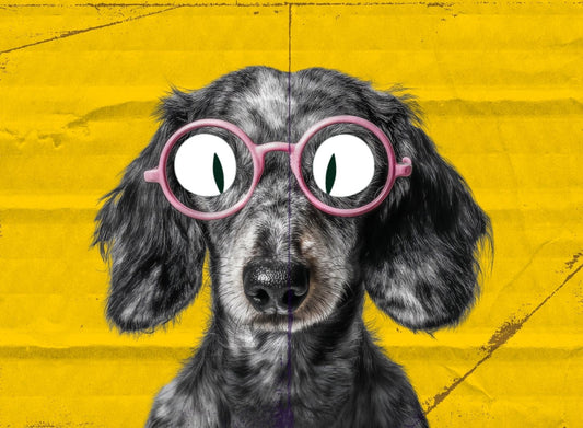 Energia, imunidade e longevidade: o papel da nutrição funcional