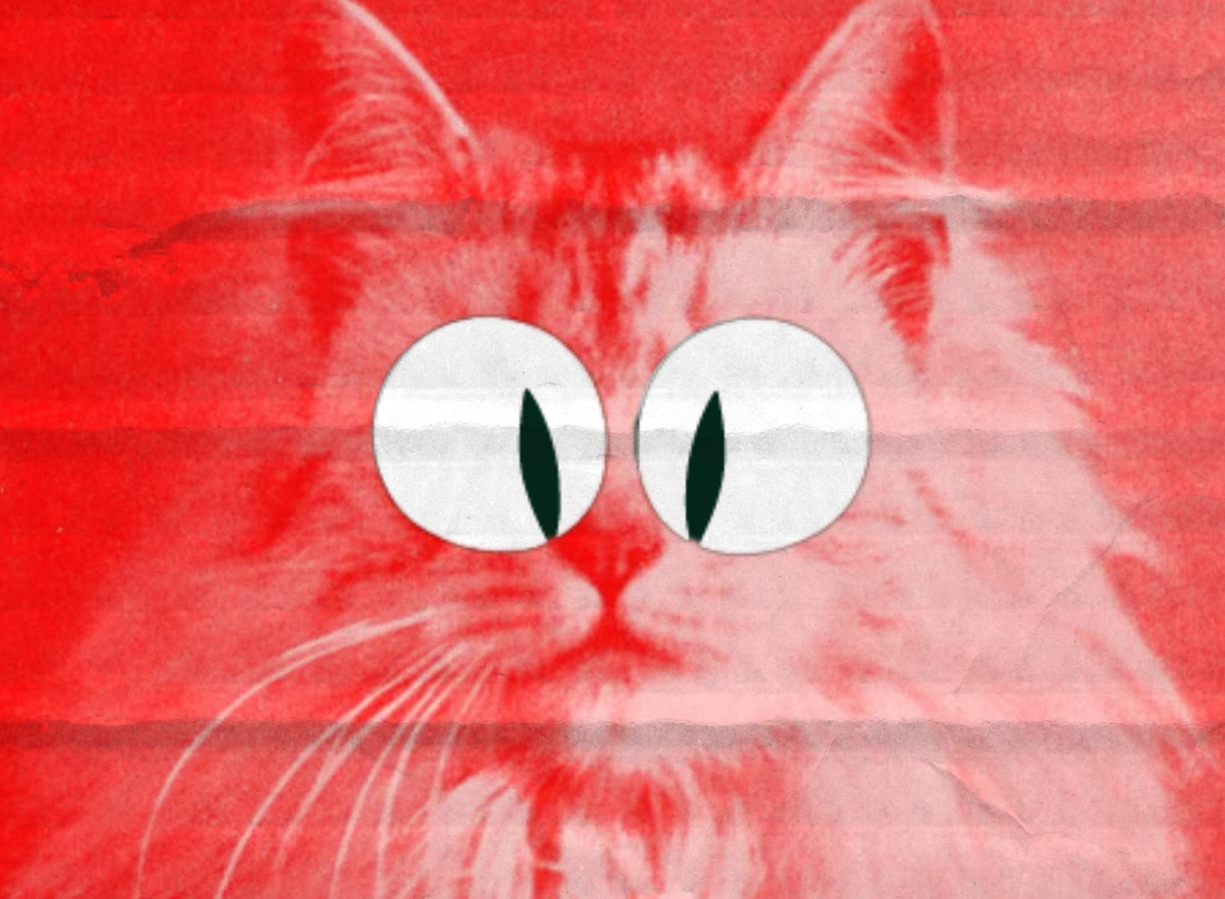 Por que gatos se adaptam tão bem à proteína de insetos?