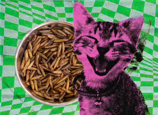 Cães e gatos comem insetos!