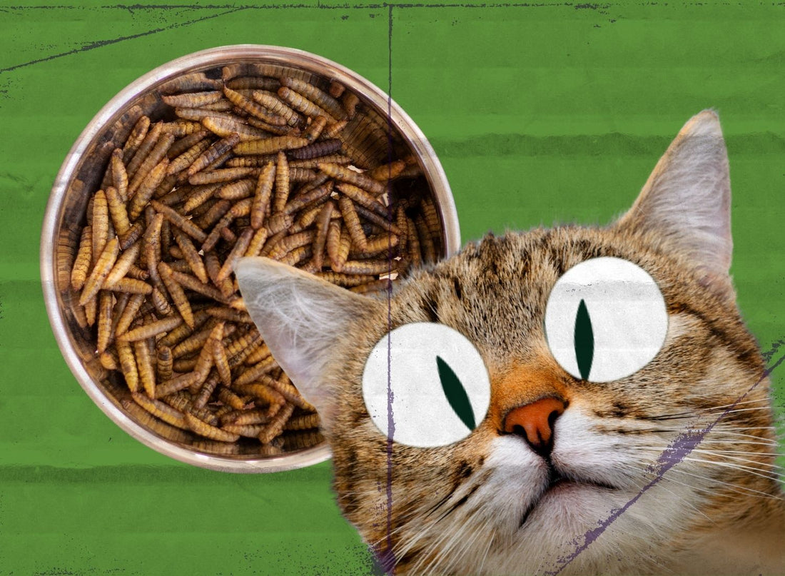 Proteína altamente digestível: o que isso muda na prática