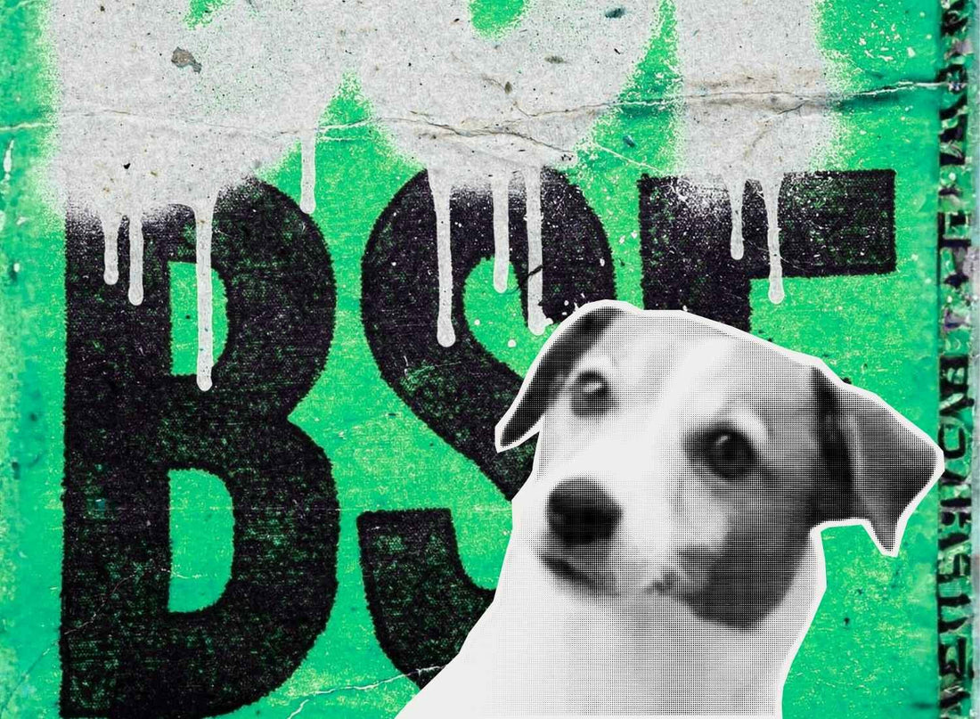 Cachorro coçando muito: pode ser a ração?