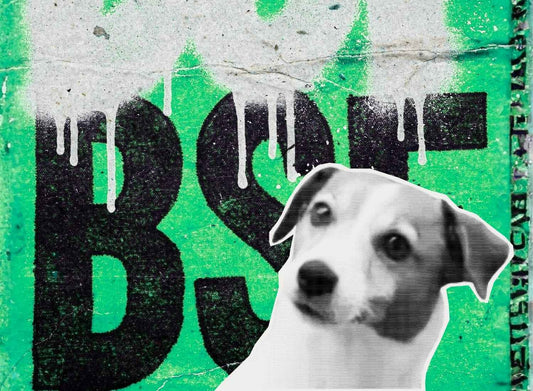 Cachorro coçando muito: pode ser a ração?