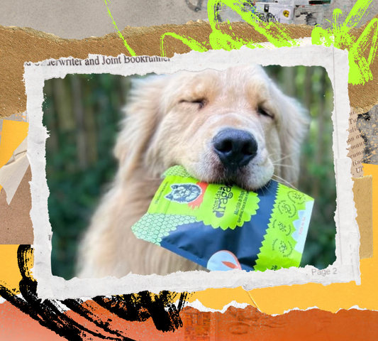 Sustentabilidade em Pet Food: Guia Completo de Impacto Ambiental [2026]