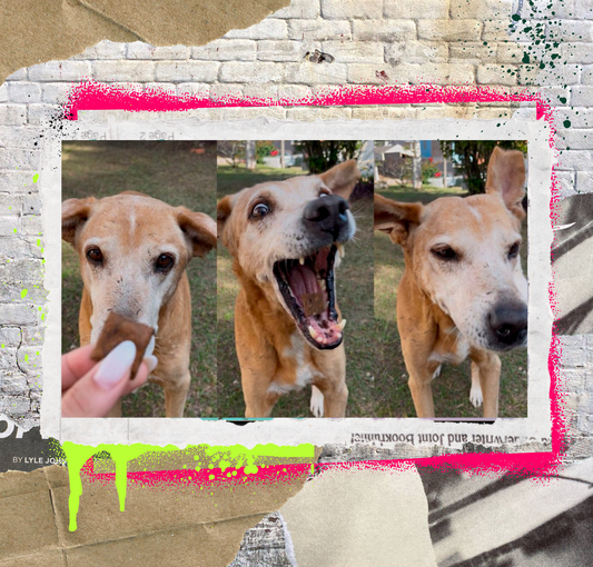 Alergias Alimentares em Pets: Guia Definitivo [Diagnóstico e Tratamento]