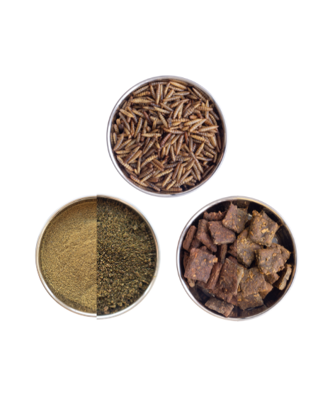 Amostra Comida de Dragão