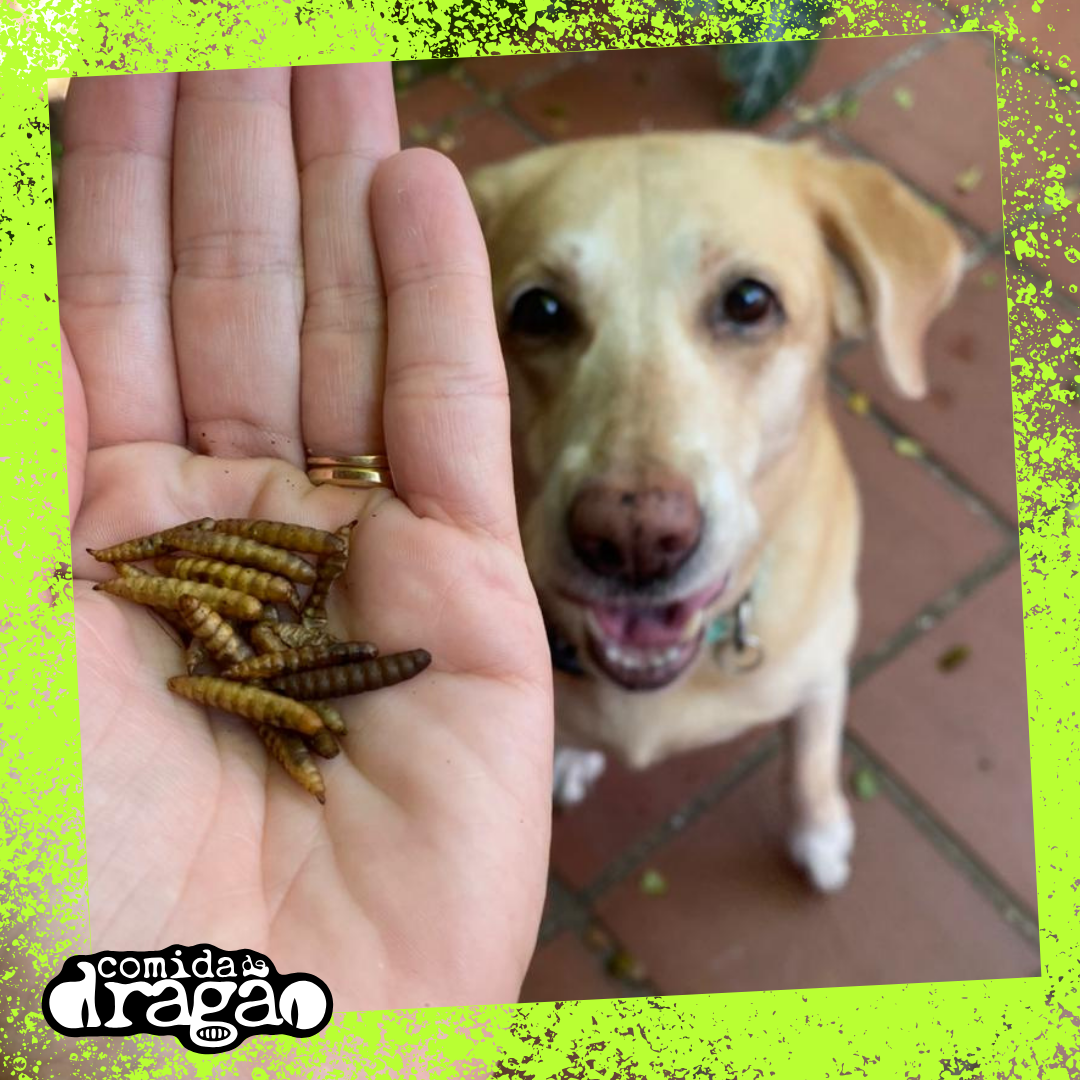 Kit Comida de Dragão - Original