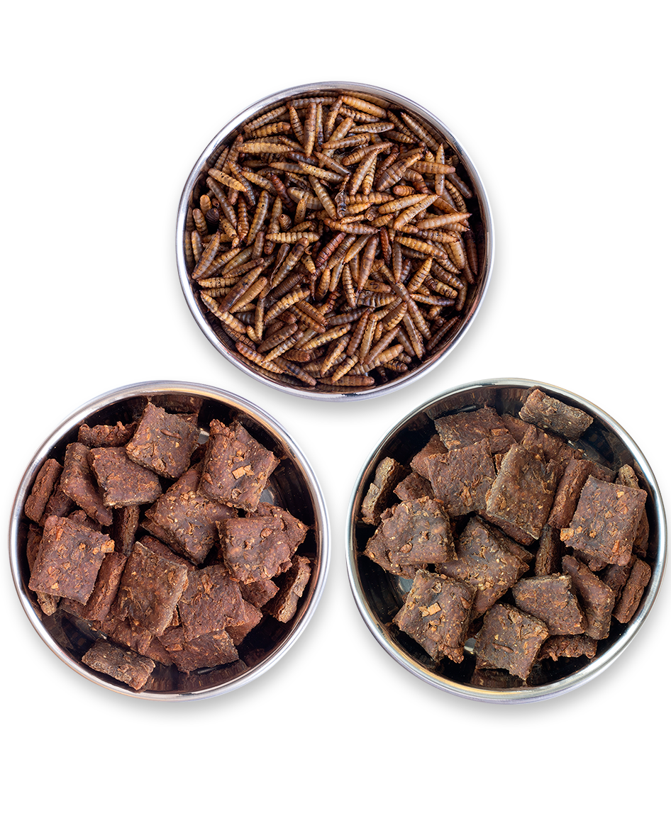 Kit Completo Comida de Dragão