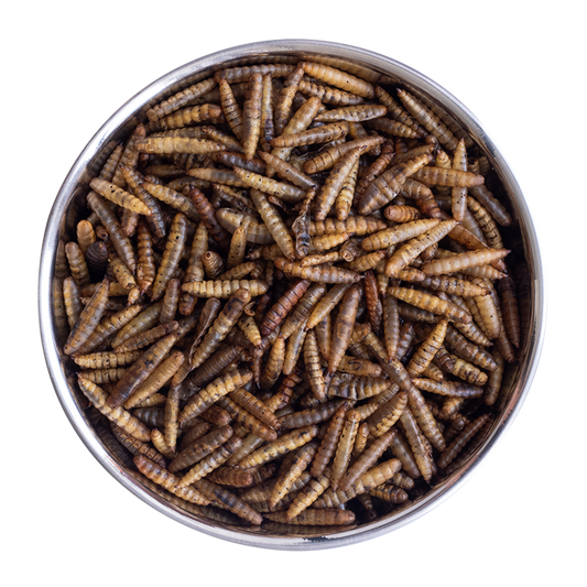 Kit Comida de Dragão para Gatos