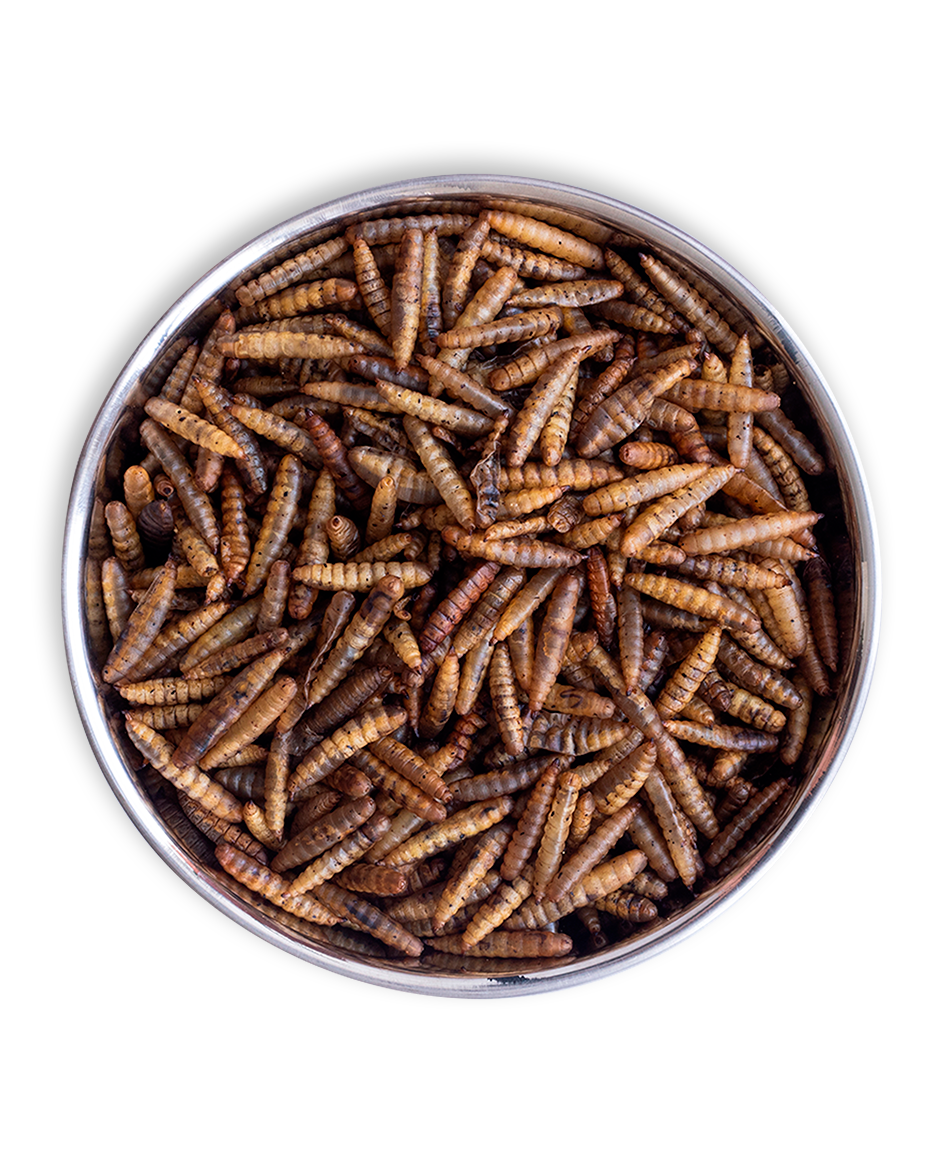 Comida de Dragão - Original®