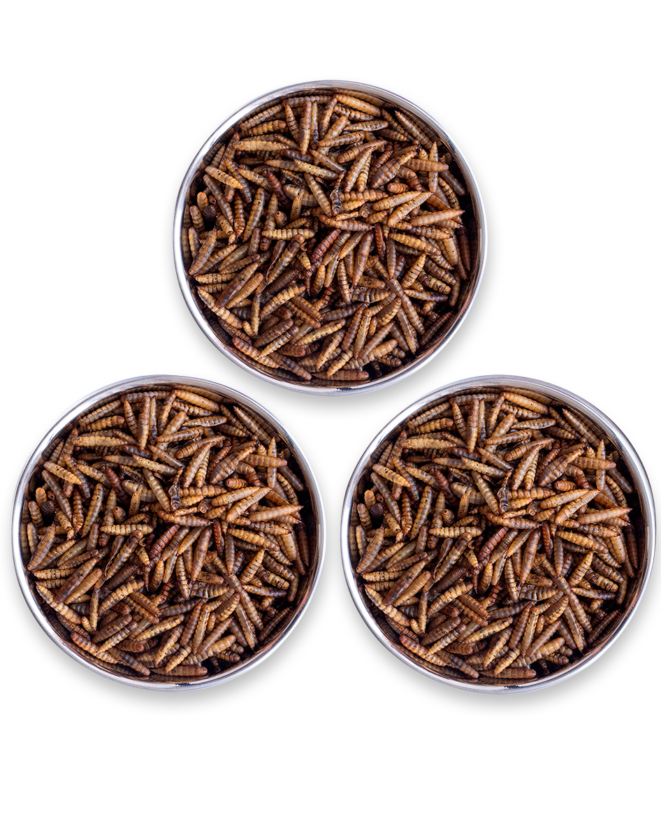 Kit Comida de Dragão - Original