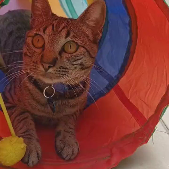 Gatos do Bolt Henrique comendo o Suplemento para Gatos