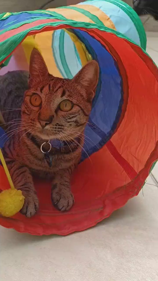 Gatos do Bolt Henrique comendo o Suplemento para Gatos