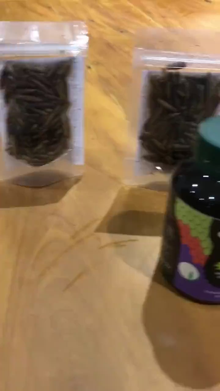 Réptil do Enrico comendo o Grub