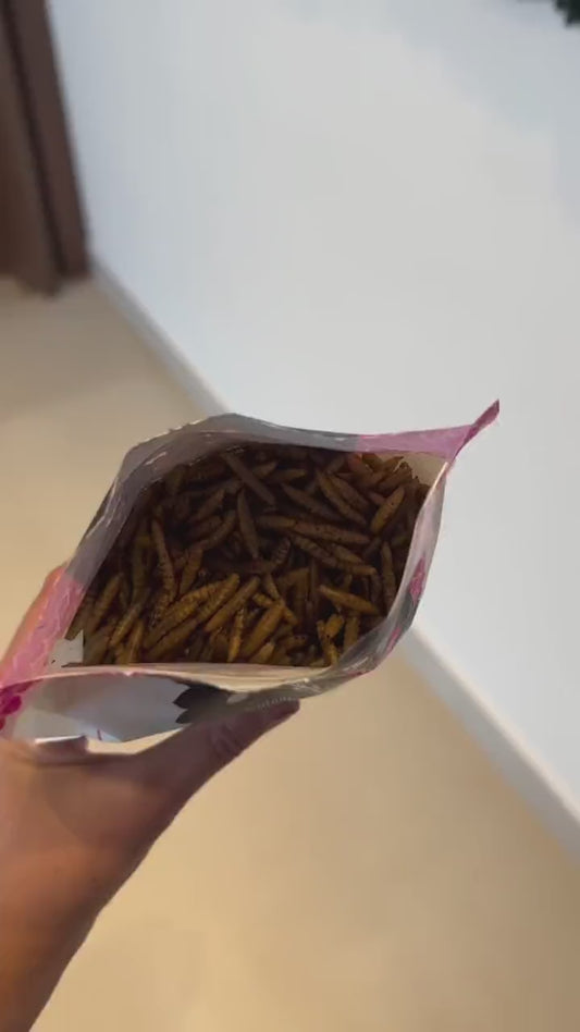Vídeo de creator: @pipo.odachshund