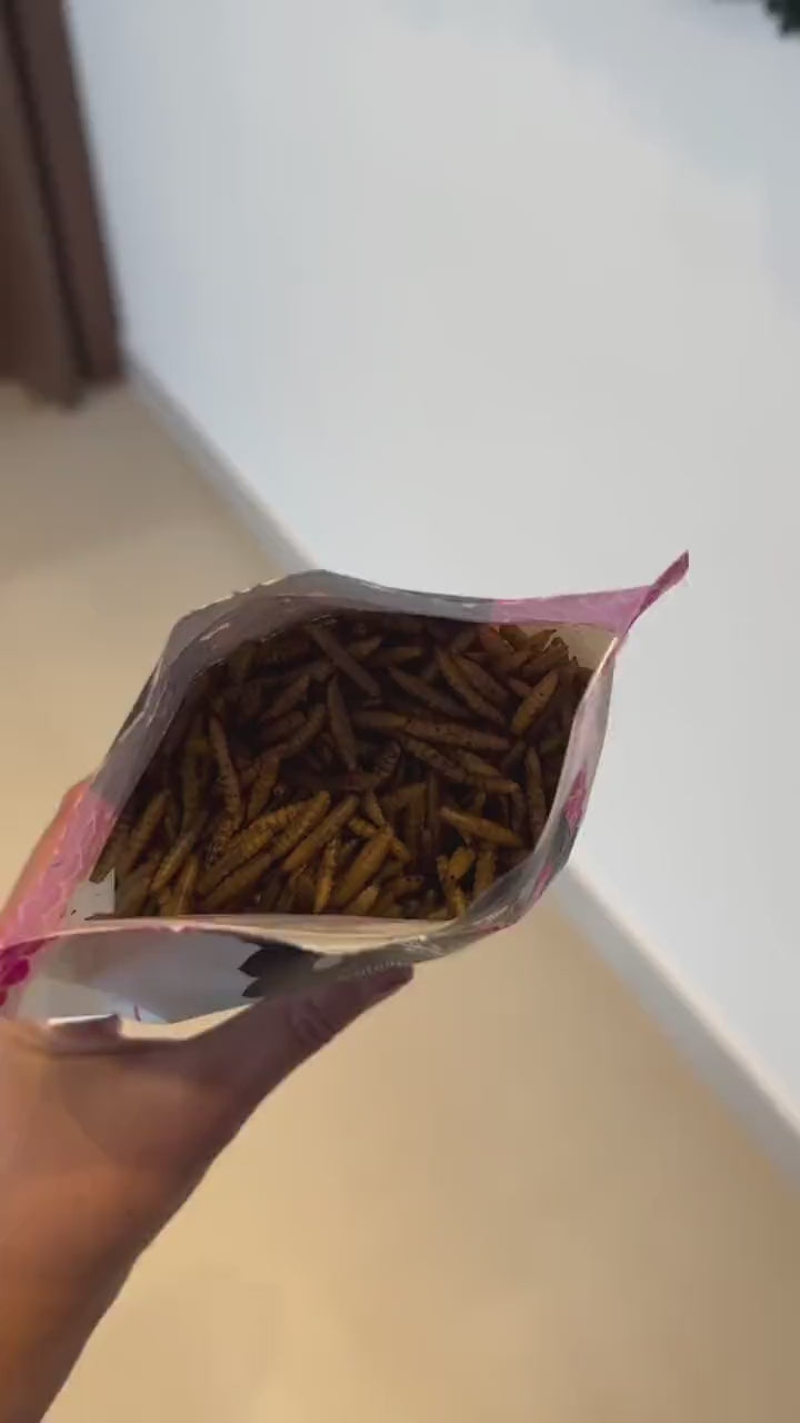 Vídeo de creator: @pipo.odachshund